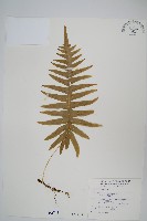 阿里山水龍骨藏品圖，第1張