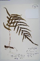 蒙自擬水龍骨藏品圖，第1張