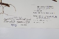 蒙自擬水龍骨藏品圖，第2張