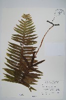 臺灣水龍骨藏品圖，第1張