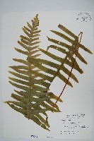 臺灣水龍骨藏品圖，第1張