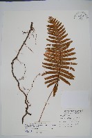 大葉水龍骨藏品圖，第1張