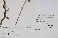 大葉水龍骨藏品圖，第2張