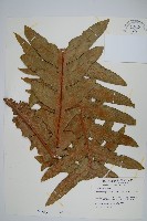 崖薑蕨藏品圖，第1張