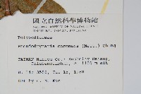 崖薑蕨藏品圖，第2張