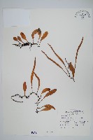 抱樹石葦藏品圖，第1張