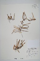 絨毛石葦藏品圖，第1張