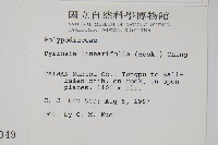 絨毛石葦藏品圖，第2張