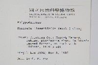 絨毛石葦藏品圖，第2張