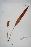 石葦藏品圖，第1張