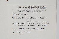 石葦藏品圖，第2張