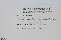 槭葉石葦藏品圖，第2張