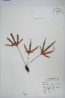槭葉石葦藏品圖，第1張