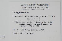 槭葉石葦藏品圖，第2張
