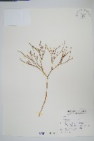 松葉蕨藏品圖，第1張