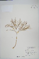 松葉蕨藏品圖，第1張