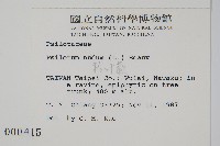 松葉蕨藏品圖，第2張