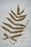 長柄鳳尾蕨藏品圖，第1張