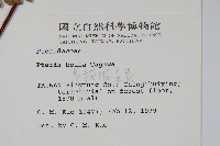 長柄鳳尾蕨藏品圖，第2張