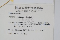 二形鳳尾蕨藏品圖，第2張