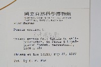 大葉鳳尾蕨藏品圖，第2張