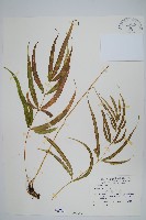 大葉鳳尾蕨藏品圖，第1張