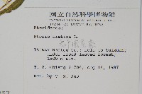 大葉鳳尾蕨藏品圖，第2張
