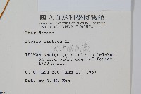 大葉鳳尾蕨藏品圖，第2張