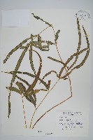 大葉鳳尾蕨藏品圖，第1張