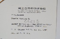 大葉鳳尾蕨藏品圖，第2張