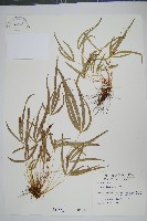 掌鳳尾蕨藏品圖，第1張