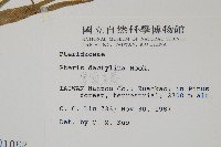 掌鳳尾蕨藏品圖，第2張
