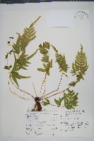 疏羽半邊旗藏品圖，第1張