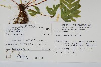 疏羽半邊旗藏品圖，第2張