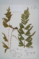 疏羽半邊旗藏品圖，第1張