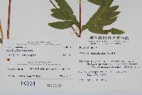 疏羽半邊旗藏品圖，第2張