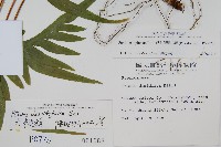 疏羽半邊旗藏品圖，第2張