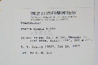 天草鳳尾蕨藏品圖，第2張