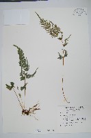 天草鳳尾蕨藏品圖，第1張