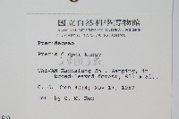 天草鳳尾蕨藏品圖，第2張