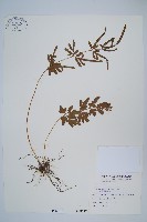 箭葉鳳尾蕨藏品圖，第1張