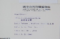 箭葉鳳尾蕨藏品圖，第2張