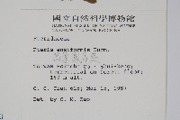 箭葉鳳尾蕨藏品圖，第2張