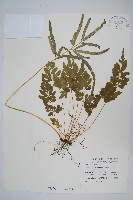 箭葉鳳尾蕨藏品圖，第1張