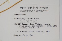 箭葉鳳尾蕨藏品圖，第2張