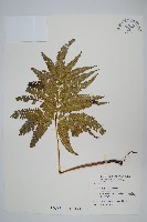 傅氏鳳尾蕨藏品圖，第1張