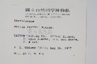 傅氏鳳尾蕨藏品圖，第2張