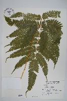 傅氏鳳尾蕨藏品圖，第1張