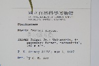 傅氏鳳尾蕨藏品圖，第2張