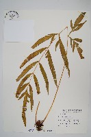 臺灣鳳尾蕨藏品圖，第1張